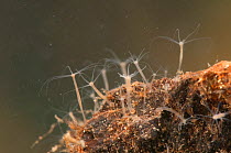 Brown hydra (Hydra oligactis) polyps attached to the stone, Europe, September, controlled conditions