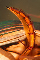 Great diving beetle (Dytiscus marginalis) hind oar-like leg detail, Europe, September, controlled conditions