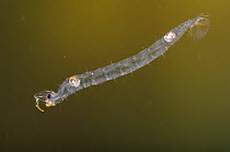 Phantom midge larva (Chaoborus flavicans) Europe, October, controlled conditions