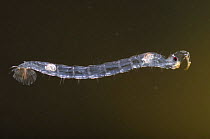 Phantom midge larva (Chaoborus flavicans) Europe, October, controlled conditions