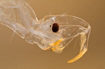 Phantom midge larva (Chaoborus flavicans) head detail, Europe, October, controlled conditions