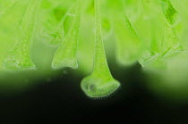 Trumpet animalcules (Stentor polymorphus) with algal symbionts (Chlorella), Europe, controlled conditions