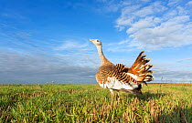 Great Bustard (Otis tarda) Salisbury Plain, part of a reintroduction project with birds imported under DEFRA licence from Russia. Salisbury Plain, Wiltshire, England, October 2012. Wing tags digitally...