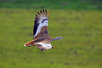 Great Bustard (Otis tarda) in flight, Salisbury Plain, part of a reintroduction project with birds imported under DEFRA licence from Russia. Salisbury Plain, Wiltshire, England, October 2012. Wing tag...