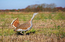 Great Bustard (Otis tarda) calling, Salisbury Plain, part of a reintroduction project with birds imported under DEFRA licence from Russia. Salisbury Plain, Wiltshire, England. November. Wing tags digi...