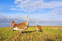 Great Bustard (Otis tarda) calling on Salisbury Plain, part of a reintroduction project with birds imported under DEFRA licence from Russia. Salisbury Plain, Wiltshire, England. November. Wing tags di...
