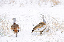 Great Bustards (Otis tarda) in snow, on Salisbury Plain, part of a reintroduction project with birds imported under DEFRA licence from Russia. Salisbury Plain, Wiltshire, England, January