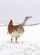 Great Bustard (Otis tarda) in snow on Salisbury Plain, part of a reintroduction project with birds imported under DEFRA licence from Russia. Salisbury Plain, Wiltshire, England, January. Wing tags dig...