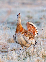 Great Bustard (Otis tarda) adult male in breeding plumage calling, on Salisbury Plain, part of a reintroduction project with birds imported under DEFRA licence from Russia. Salisbury Plain, Wiltshire,...