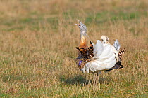 Great Bustard (Otis tarda) adult male in breeding plumage displaying on Salisbury Plain, part of a reintroduction project with birds imported under DEFRA licence from Russia. Salisbury Plain, Wiltshir...