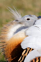 Great Bustard (Otis tarda) adult male breeding plumage in full spring display, on Salisbury Plain, part of a reintroduction project with birds imported under DEFRA licence from Russia. Salisbury Plain...