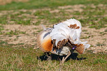 Great Bustard (Otis tarda) adult male breeding plumage in full spring display on Salisbury Plain, part of a reintroduction project with birds imported under DEFRA licence from Russia. Salisbury Plain,...