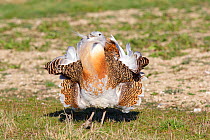 Great Bustard (Otis tarda) adult male breeding plumage displaying on Salisbury Plain, part of a reintroduction project with birds imported under DEFRA licence from Russia. Salisbury Plain, Wiltshire,...