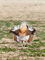 Great Bustard (Otis tarda) adult male breeding plumage displaying on Salisbury Plain, part of a reintroduction project with birds imported under DEFRA licence from Russia. Salisbury Plain, Wiltshire,...