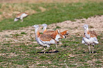 Great Bustard (Otis tarda) adult males in breeding plumage on Salisbury Plain, part of a reintroduction project with birds imported under DEFRA licence from Russia. Salisbury Plain, Wiltshire, England...
