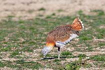 Great Bustard (Otis tarda) adult male in breeding plumage feeding on Salisbury Plain, part of a reintroduction project with birds imported under DEFRA licence from Russia. Salisbury Plain, Wiltshire,...