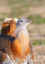 Great Bustard (Otis tarda) adult male in breeding plumage on Salisbury Plain, part of a reintroduction project with birds imported under DEFRA licence from Russia. Salisbury Plain, Wiltshire, England.