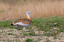 Great Bustard (Otis tarda) adult male in breeding plumage on Salisbury Plain, part of a reintroduction project with birds imported under DEFRA licence from Russia. Salisbury Plain, Wiltshire, England....