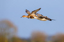 Northern Pintail (Anas acuta) male and female in flight, Gloucestershire, England