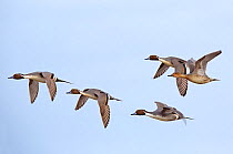 Northern Pintails (Anas acuta) males and female in flight, Gloucestershire, England