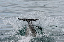 Bottlenose Dolphin (Tursiops truncatus) splashing as it dives into water, Cardigan Bay, Wales, May