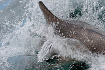Bottlenose Dolphin (Tursiops truncatus) splashing and surfacing, Cardigan Bay, Wales, May