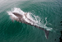 Bottlenose Dolphin (Tursiops truncatus) splashing water as it surfaces, Cardigan Bay, Wales, May