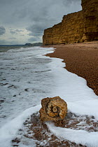 Jurassic ammonite on a beach, with the Jurassic Bridport Sandstone cliffs in the background, Jurassic Coast, Burton Bradstock, Dorset, March 2012