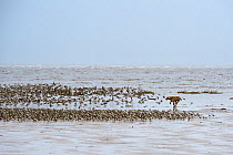 Dog chasing and disturbing a flock of Knots (Calidris canutus) on a beach, Hoylake, Wirral