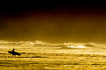 A lone surfer silhouetted whilst walking into the sea, Hells Mouth, Wales, October 2012