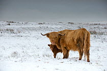 Highland cow with calf on moorland in snow above Malham, Yorkshire, winter.