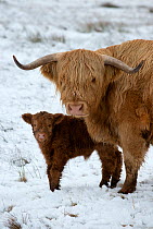Highland cow with calf on moorland in snow above Malham, Yorkshire, winter.
