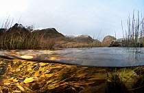 A split level image of the habitat in a mountain lake, showing grasses and algae, Llyn Idwal, Snowdonia, Wales, December 2009
