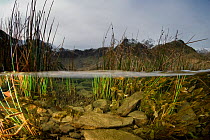 A split level image of the habitat in a mountain lake, showing grasses and algae, Llyn Idwal, Snowdonia, Wales, December 2009