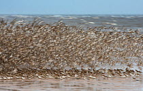 Abstract image of  flock of Knot (Calidris canutus) over the sea, Hoylake, Wirral, UK, July 2012