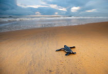 Leatherback Turtle Hatchling (Dermochelys coriacea) crossing a beach towards the sea, Cayenne, French Guiana, July