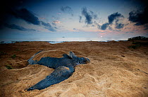 Leatherback Turtle (Dermochelys coriacea) egg laying on a beach, Cayenne, French Guiana