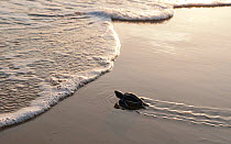 A hatchling Leatherback Turtle (Dermochelys coriacea) nearing the waters edge, Cayenne, French Guiana