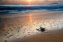 Leatherback Turtle Hatchling (Dermochelys coriacea) crossing a beach towards the sea at sunrise, Cayenne, French Guiana, July