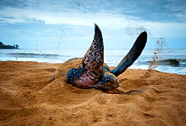 Leatherback Turtle (Dermochelys coriacea) covering her nest after egg laying, Cayenne, French Guiana