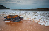 Leatherback Turtle (Dermochelys coriacea) returning to the sea after egg laying, Cayenne, French Guiana