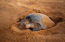 Olive  Ridley Turtle (Lepidochelys olivacea) laying eggs, Cayenne, French Guiana, July