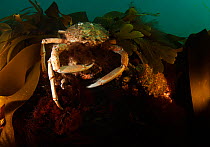 Spiny Spider Crab (Maja squinado) mating in Kelp, Abersoch, Wales, December