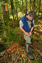 Pete Turner collecting Pine marten (Martes martes) hair samples. Research by the Waterford Institute of Technology, Republic of Ireland. Using baited plastic tubes they collect small samples of hair f...