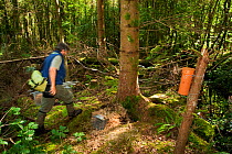 Pete Turner with traps to catch Pine martens (Martes martes) to remove radio collars. Pine marten research by the Waterford Institute of Technology, Republic of Ireland. August 2008
