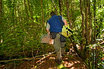 Pete Turner with traps to catch Pine martens (Martes martes) to remove radio collars. Pine marten research by the Waterford Institute of Technology, Republic of Ireland. August 2008