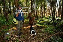 Pete Turner radio tracking pine martens (Martes martes) accompanied by border collie dog, Pine marten research by the Waterford Institute of Technology, Republic of Ireland.  August 2008