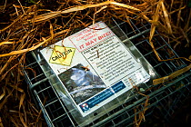 Pine marten (Martes martes) trap, used for Pine marten research by the Waterford Institute of Technology, Republic of Ireland.