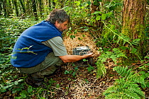 Pete Turner trapping pine martensPine marten research by the Waterford Institute of Technology, Republic of Ireland. August 2008