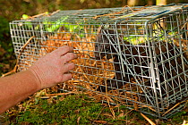 Feeding jam to trapped pine marten (Martes martes) part of Pine marten research by the Waterford Institute of Technology, Republic of Ireland.  August 2008